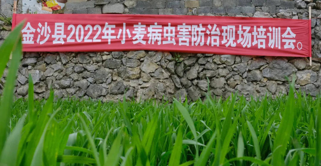 农渔发展基金支持各省小麦扩大种植项目