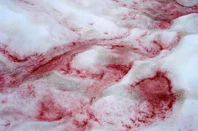 粉尘也能“施肥”?科研人员揭秘其对气候影响之谜