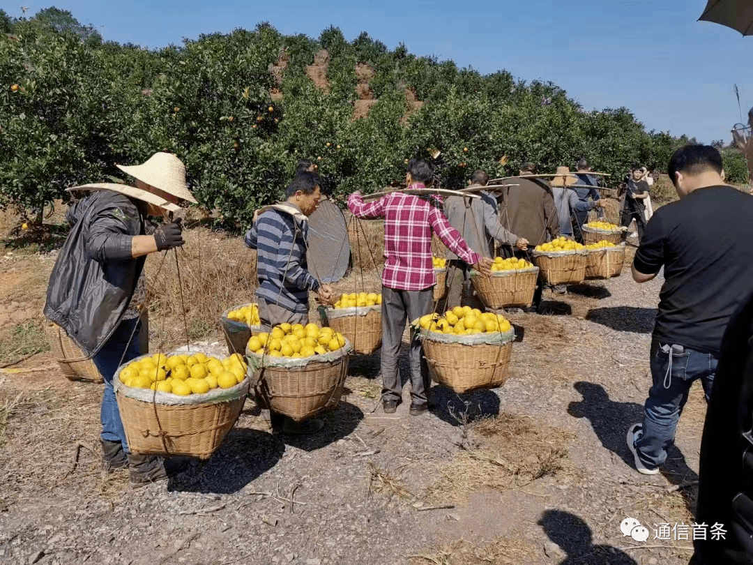 中国联通青海省分公司：数智赋能绘就高原乡村振兴新图景