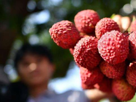 马达加斯加2025荔枝出口配额已完成89%