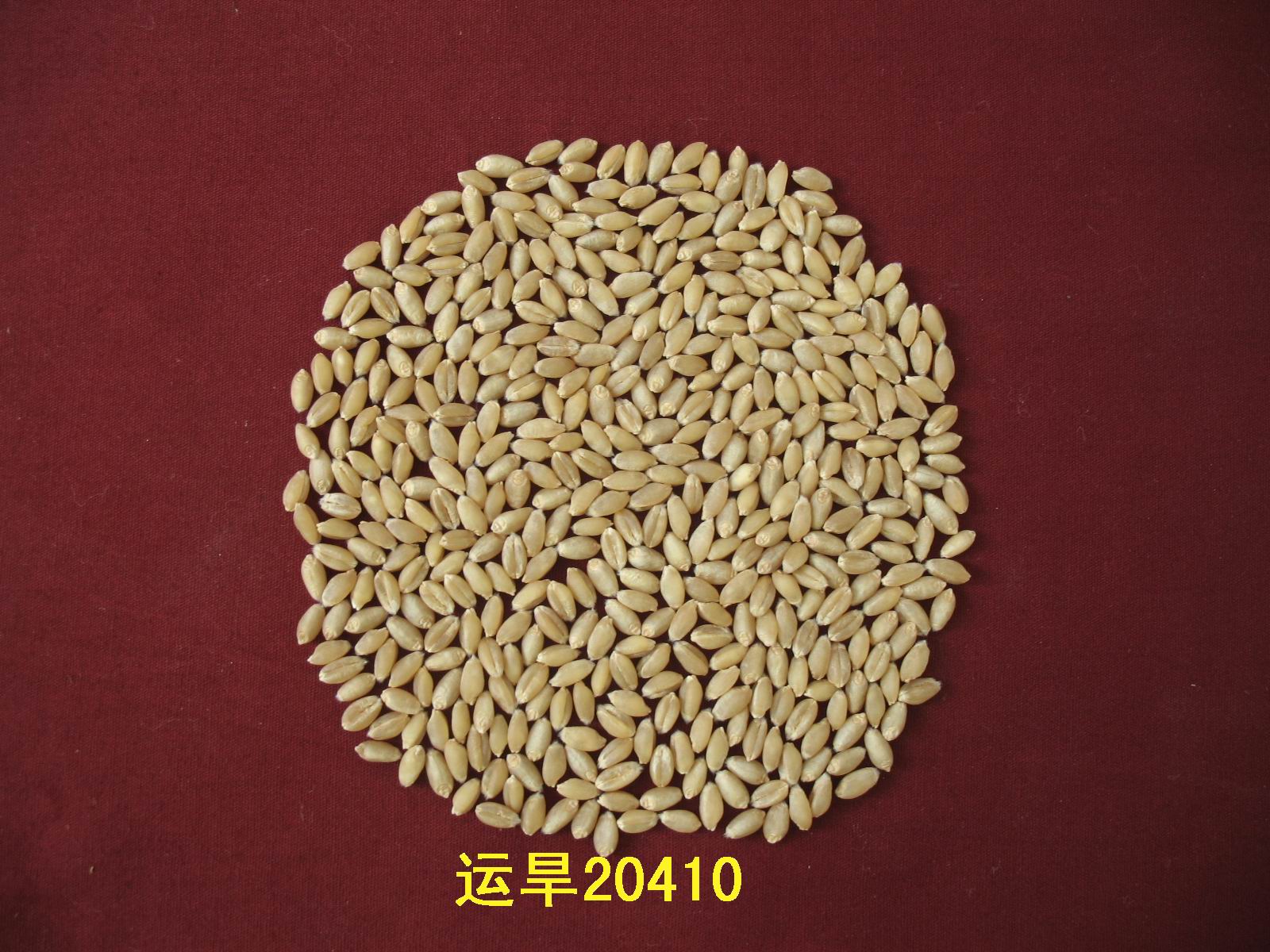 苏丹农业银行积极支持小麦和棉花种植