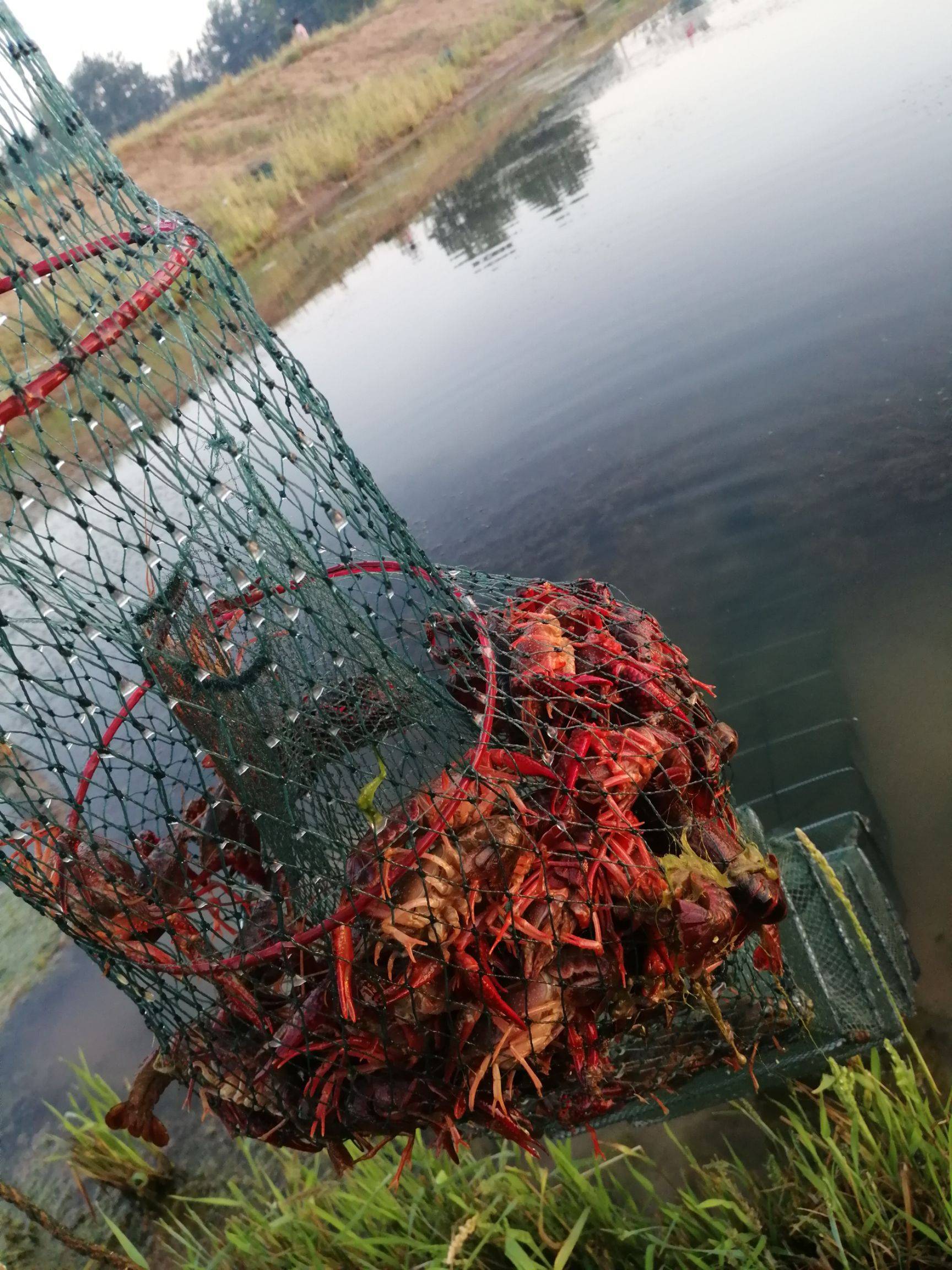 AI “养龙虾” 走红，官方提示：警惕安全风险