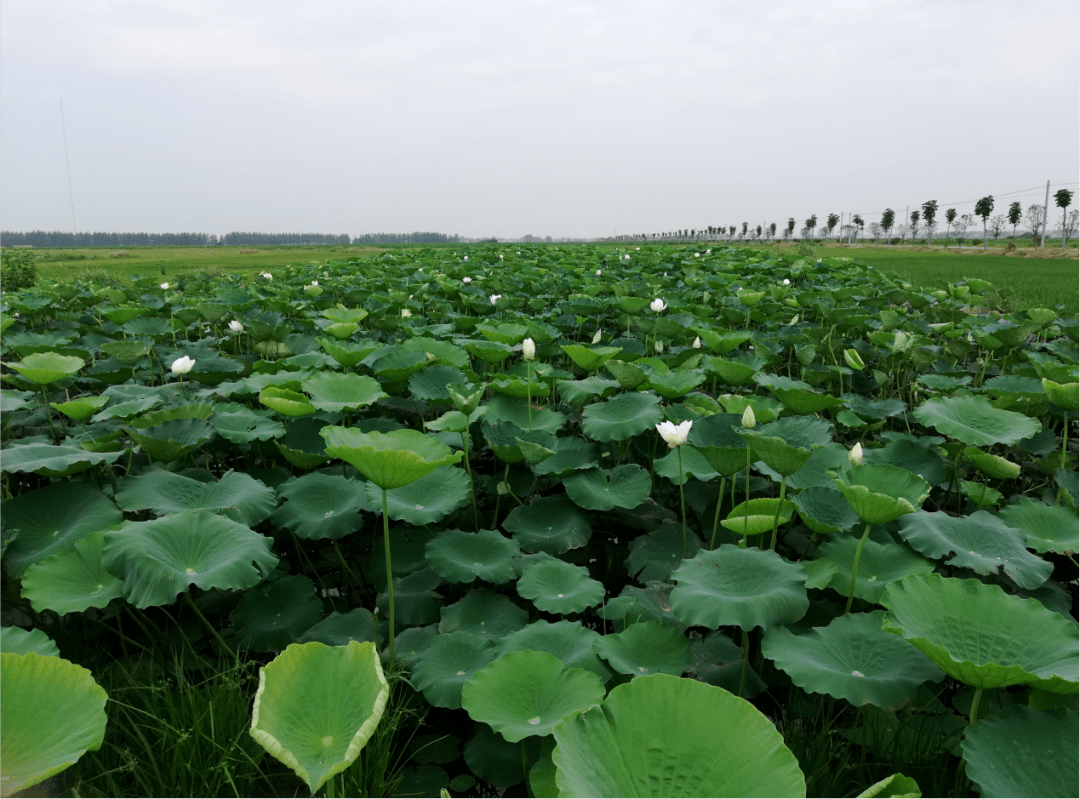 重组十载再出发――以绿色低碳为帆，以合规治理为舵，中远海控向海图强启航新征程