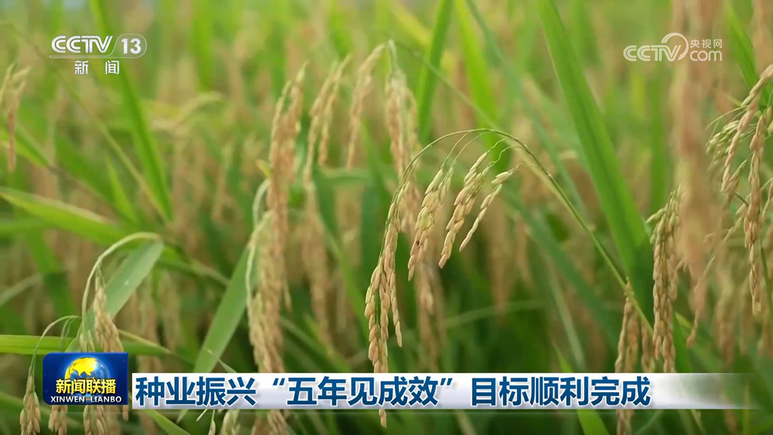 农业农村部：要以更大力度推进种业振兴行动，集中优势资源加快培育突破性品种