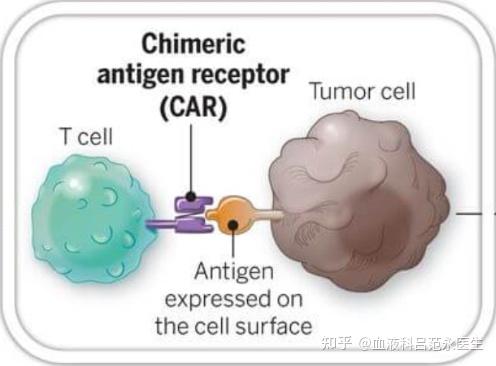 新方法有望在体内直接生成CAR-T细胞治疗癌症