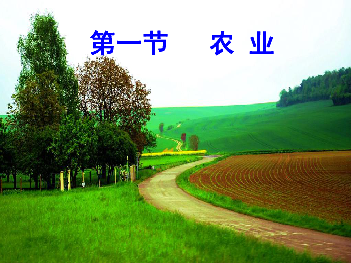 印度棉花种植面积下降，水稻和玉米种植面积增长