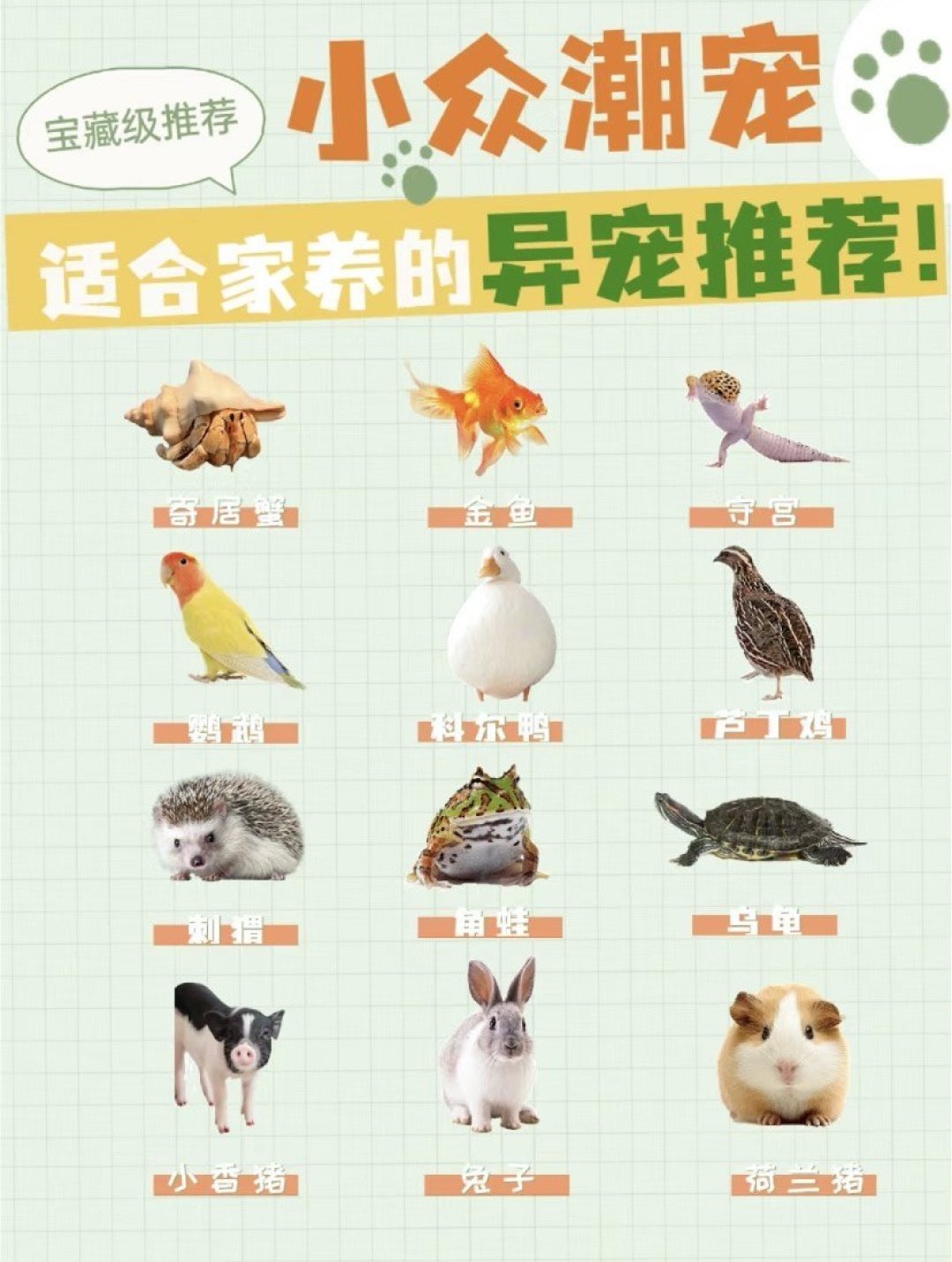 异宠医疗：从小众走向“潜力股”