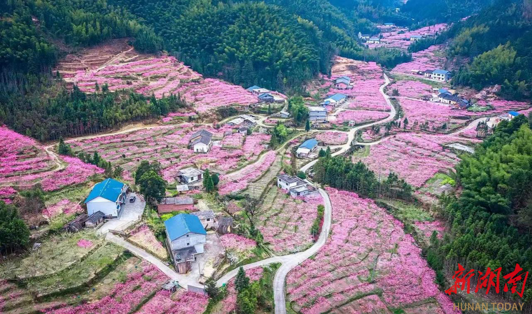 中国联通护航梨花节 满格信号赋能“赏花经济”