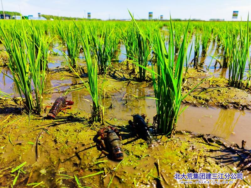 长华化学:绿色理念融入产业全流程,“碳转化”项目助力筑牢绿色技术壁垒