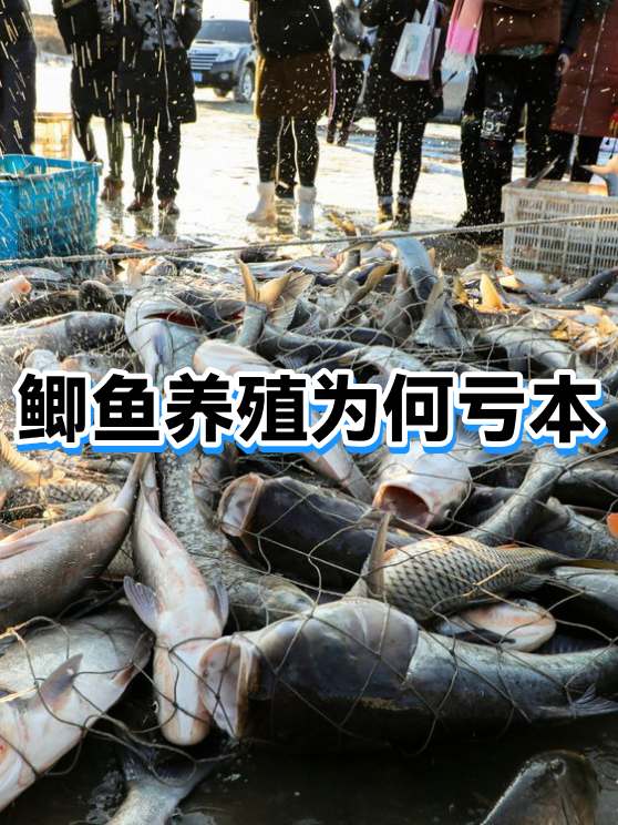 养殖业务持续“失血”，减值激增吞噬利润，光明肉业去年业绩转亏